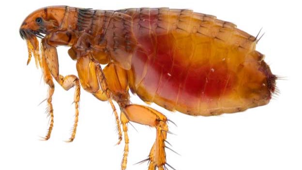 Fleas