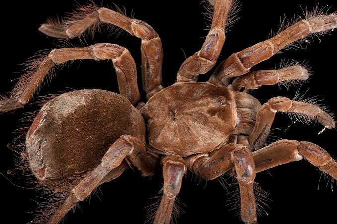 Spiders